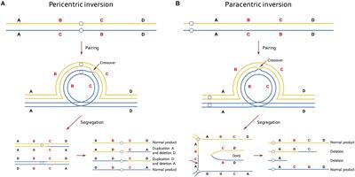 Frequency, Origins, and Evolutionary Role of Chromosomal Inversions in Plants